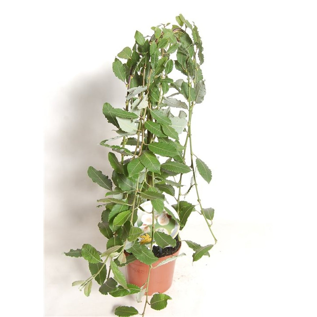 Hängsälg – Salix caprea 'Kilmarnock' - 40 CM Stem C2